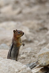 Naklejka na ściany i meble Golden mantled ground squirrel watching from behind a rock Wasatch National Forest, Utah