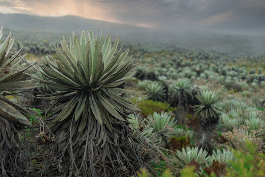 Frailejones en el p&aacute;ramo de Sumapaz en Bogot&aacute; Colombia