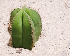 Green cactus with thorns on the sand