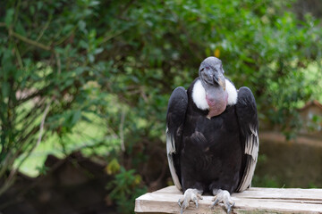 Un condor sobre una tabla en los andes colombianos