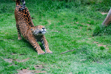 Un jaguar se estira en después de despertar en el césped al aire libre