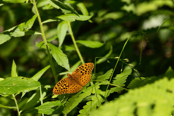 Great Spangled Fritillary