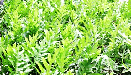 green grass in the wind