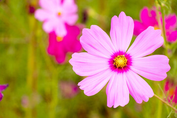 Fototapeta premium Beautiful pink color cosmos (Mexican aster) flower background
