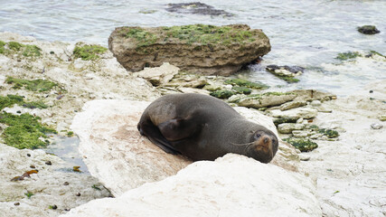 Fur seals on a coastal sea landscapes near Kaikoura on the South Island of New Zealand.