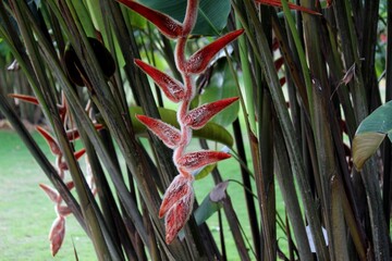 planta flor heliconia