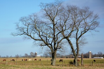 Horses under a tree in the field