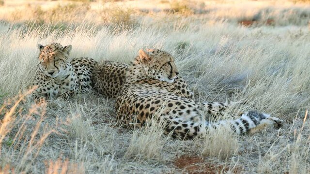 Close-up: Cheetahs relax in savanna shade, one looks toward camera
