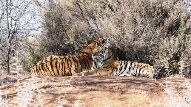 Two Bengal Tigers lay in hot evening sunshine near thorny trees