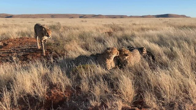 Adult Cheetah approaches three siblings as they lick, clean each other