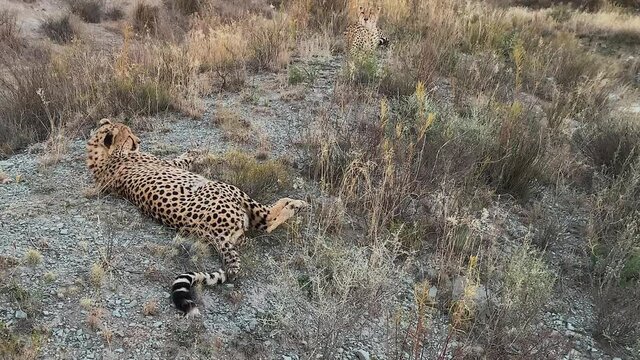 Two Cheetahs find cool shade to lie in on hot dry African savanna