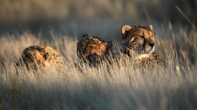 Three Cheetahs in morning golden hour light lay in gold savanna grass