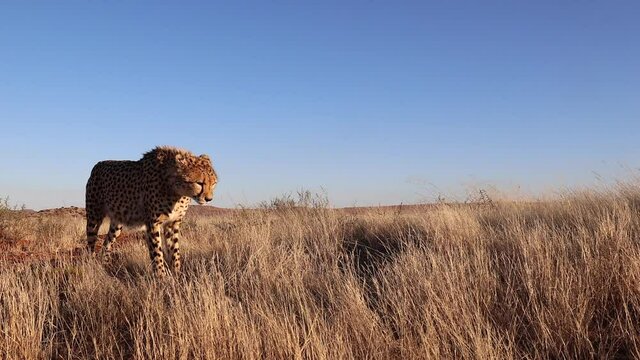 Adult Cheetah walking in golden blue sky savanna pauses to yawn
