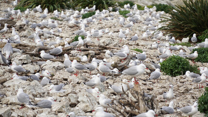 Sea gulls at coastal sea landscapes near Kaikoura on the South Island of New Zealand.