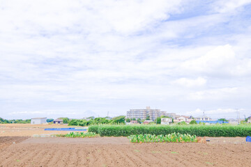 Obraz na płótnie Canvas 神奈川県三浦半島の風景