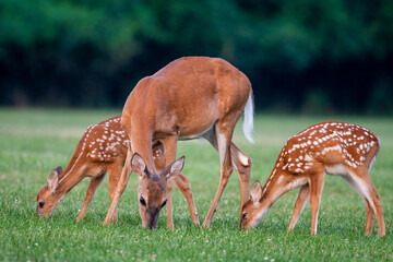 White-tailed deer doe and fawns - obrazy, fototapety, plakaty