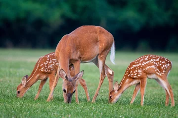 Papier Peint photo autocollant Cerf White-tailed deer doe and fawns