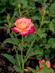 Pinkerbelle sorbet rose with morning dew drops