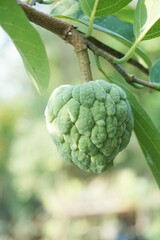 fresh green sugar apple fruit in nature garden