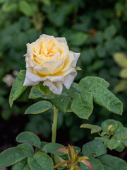 Queen Mary rose with morning dew drops