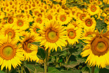 Naklejka premium Sunflowers in the field in the early morning.