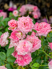 Camelot rose with morning dew drops
