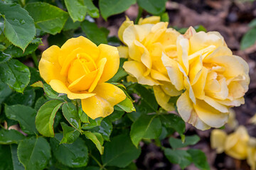 Sunny sky rose with morning dew drops
