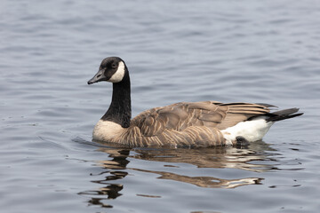 Canada goose swimming on the water