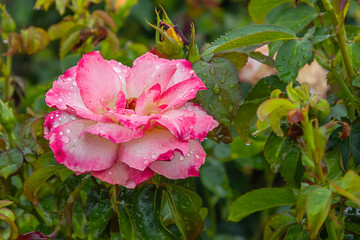 rainbow sorbet rose with morning dew drops
