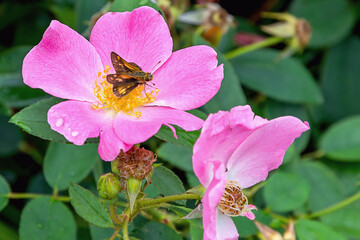 rosa lavender dream flower with morning dew drops