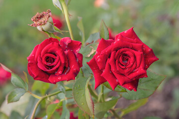 Mister Lincoln rose with morning dew drops