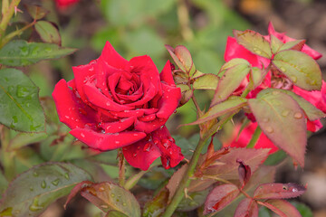 Mister Lincoln rose with morning dew drops