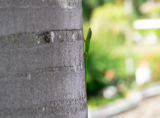 green lizard on palm