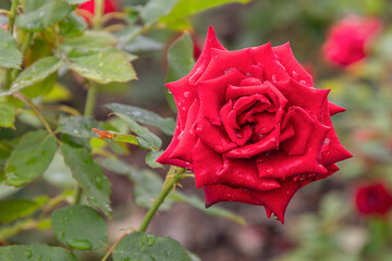Mister Lincoln rose with morning dew drops