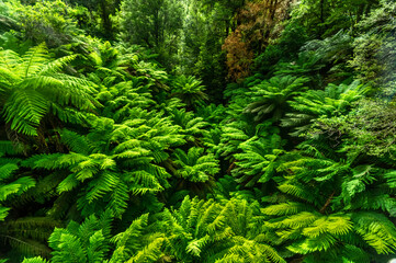 Fern Gully