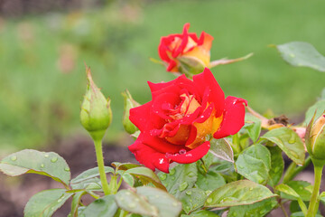 Red and yellow single rose, ketchup and mustard rose with morning dew drops