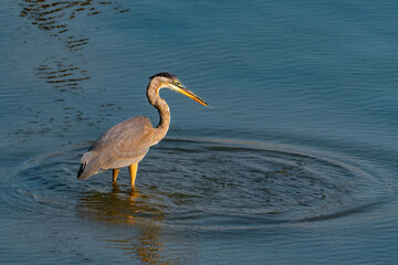 Beautiful wild wading shorebird, Great blue heron 