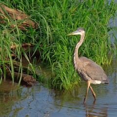 Beautiful wild wading shorebird, Great blue heron 