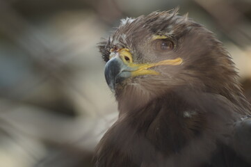 A close-up photo portrait of a wild animal. A bird of prey. A tousled head. An imperious and determined look. The biological species is the Steppe Eagle.