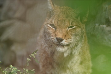 A close-up photo portrait of a wild animal. A large predator is a male lynx. The robber is in ambush.