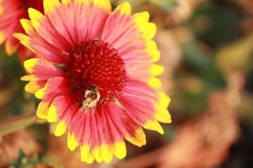 Bee on pink and yellow flower 