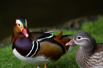Pair of mandarin ducks in a natural setting 