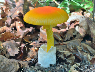 Mushroom (Amanita caesareaoides)
