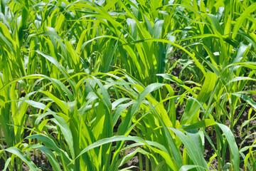 Young maize