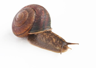 カタツムリ　白背景