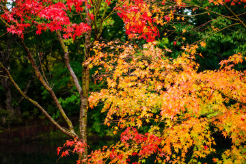 軽井沢の雲場池の紅葉