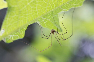 Daddy long legs spider upside down under green leaf
