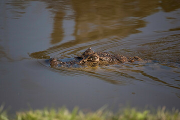 Broad-snouted Caiman (Caiman latirostris) on the Lakeshore in Rio de Janeiro, Brazil