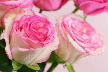 ローズ　ドルチェヴィータ