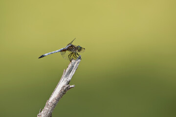 close up of dragonfly on stick